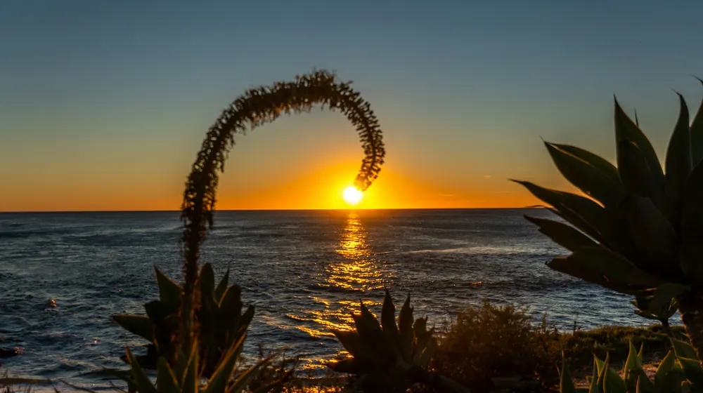 Sunset over the Pacific at La Jolla Cove with coastal plants in silhouette