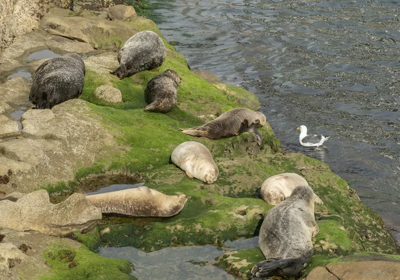 Harbor seals resting on the rocks at La Jolla Cove